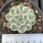 Echeveria Cream Peach Variegated