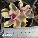 Echeveria Rainbow Double Heads
