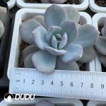 Echeveria Korean Milk Tea