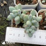 Pachyphytum Apple Cheese Clustering