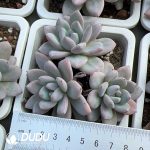 Echeveria Star Snow