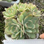 Echeveria Peony Pavilion Clustering