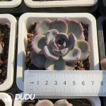 Echeveria Black Orange
