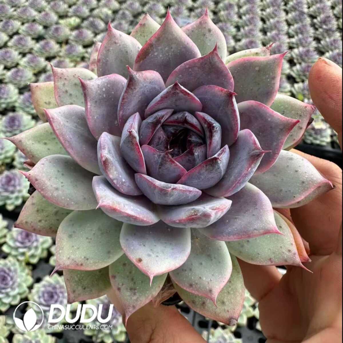 e201-27.jpg Echeveria Fragrant Snow - Image 1