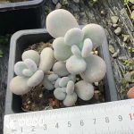 Graptopetalum Big Leaf Milk Clustering