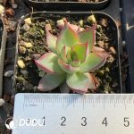 Echeveria Casio