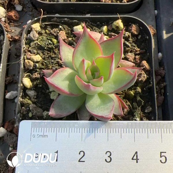 e201-271.jpg Echeveria Casio - Image 1