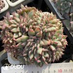 Echeveria Red Sugar Cristata