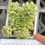 Echeveria Ice Angel Clustering