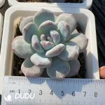 Echeveria Red Stone Monstrose