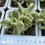 Cotyledon Bear Clustering