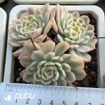 Echeveria Minima Variegated Big Clustering