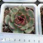 Echeveria Mountain Fruit Jenny