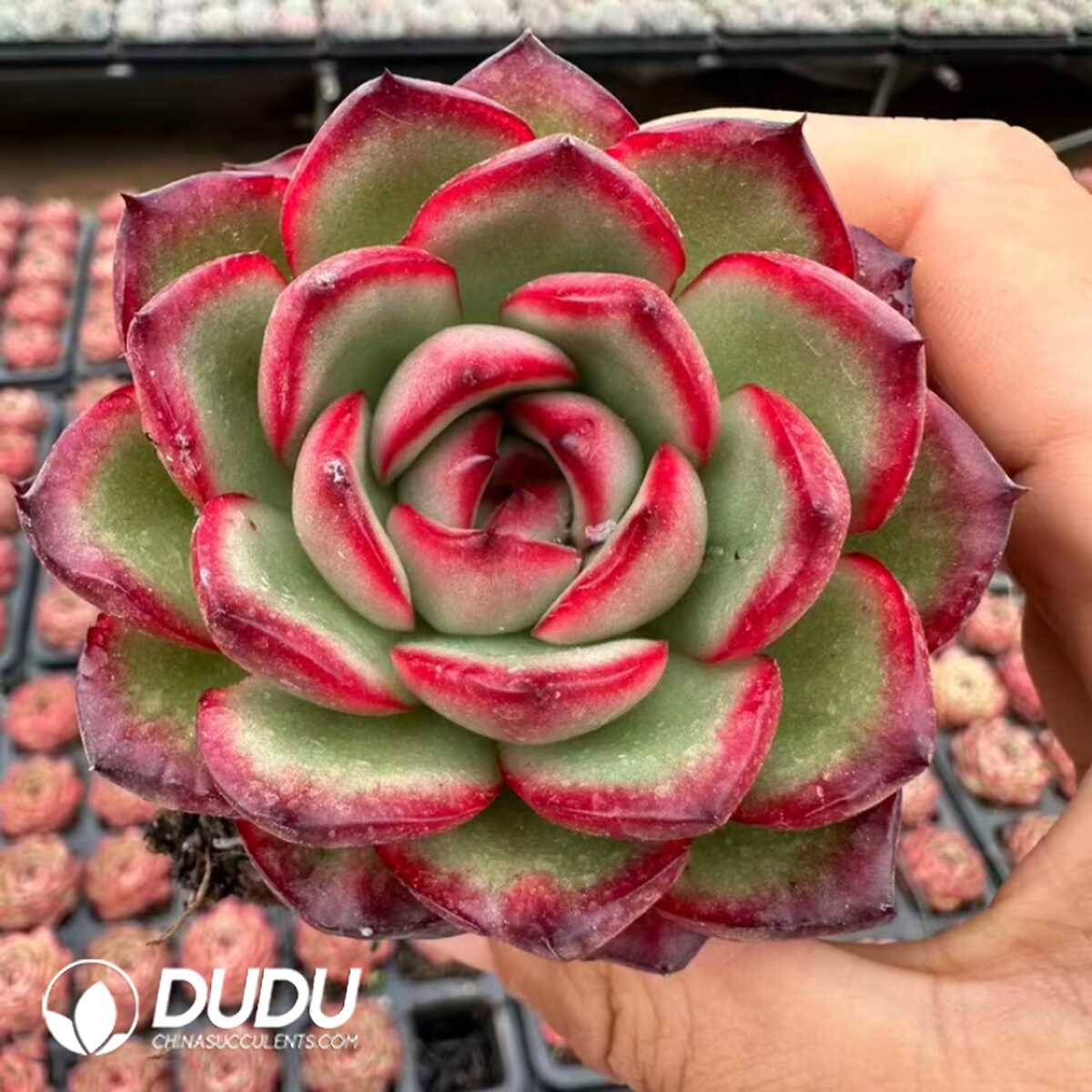 e201-28.jpg Echeveria Montblanc - Image 1