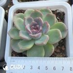 Echeveria Black Mamba