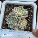 Echeveria Minima Variegated Small Clustering