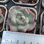 Echeveria Momotaro