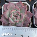 Echeveria Diamond Corolla