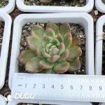 Echeveria Crystal Jenny Variegated