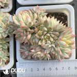 Echeveria Mebina Variegated Clustering