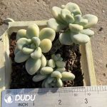 Sedum Ruby Ball Variegated