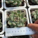 Echeveria Snowflake Jenny