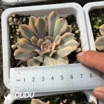 Echeveria Liberia Variegated