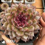 Echeveria Black Diamond