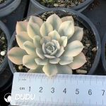Echeveria runyonii Variegated