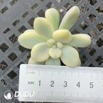 500Pcs Graptopetalum Miul Variegated Cuttings
