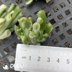 500Pcs Crassula obliqua Gollum Variegated Cuttings