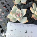 500Pcs Echeveria Chihuahuaensis Variegated Cuttings