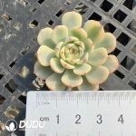 $0.57*500Pcs Echeveria minima Variegated Cuttings
