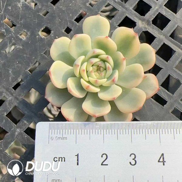 e201-294.jpg $0.57*500Pcs Echeveria minima Variegated Cuttings - Image 1