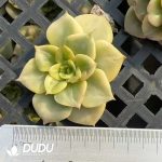 $0.48*500Pcs Echeveria Rolly Variegated Cuttings