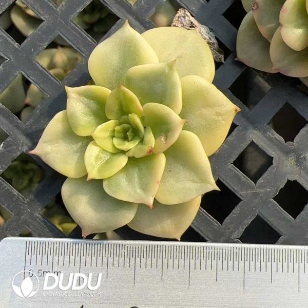 e201-295.jpg $0.48*500Pcs Echeveria Rolly Variegated Cuttings - Image 1