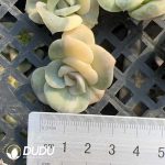 500Pcs Echeveria Lovely Rose Variegated Cuttings