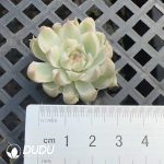 500Pcs Echeveria Margaret Variegated Cuttings