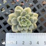 500Pcs Echeveria Pink Puppet Variegated Cuttings