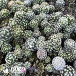 Mammillaria Schiedeana Seedlings 100 pcs