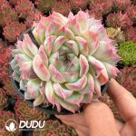 Echeveria Sailor Moon