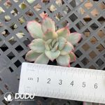 $0.48*500Pcs Echeveria Moonlight Goddess Variegated Cuttings