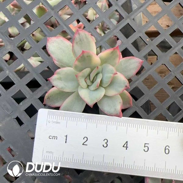 e201-300.jpg $0.48*500Pcs Echeveria Moonlight Goddess Variegated Cuttings - Image 1