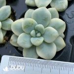 105Pcs Sedum Ruby Ball Variegated  Seedlings