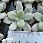 105Pcs Graptopetalum Allen Variegated  Seedlings