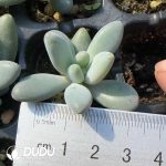 105Pcs Pachyphytum Apple Milk  Seedlings
