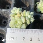 105Pcs Echeveria Sweet Heart Monstrose Culusting Seedlings