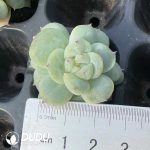 105Pcs Echeveria Sweet Heart Seedlings