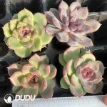 105Pcs Echeveria Dark Hybrid Seedlings