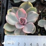 Echeveria Rainbow